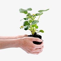 Hands cupping plant, isolated image