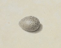 A Bird's Egg