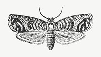 Moth vintage illustration, collage element psd