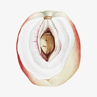 Peach vintage illustration