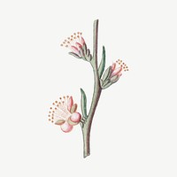 Peach flower vintage illustration, collage element psd