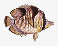 Vintage fish illustration