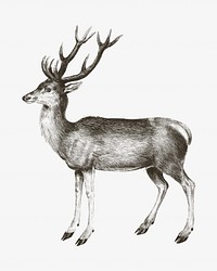 Vintage deer, animal illustration. Remixed by rawpixel. 