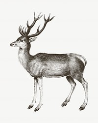 Vintage deer, animal illustration psd. Remixed by rawpixel. 