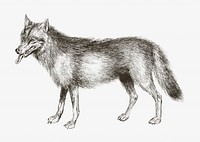 Vintage wolf, animal illustration. Remixed by rawpixel. 