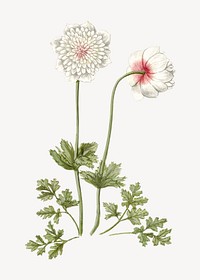 Anemones flower vintage illustration