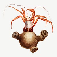 Crab varieties set illustration