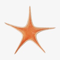 Starfish vintage illustration