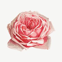 French rose, vintage flower illustration by Paul de Longpre psd. Remixed by rawpixel.