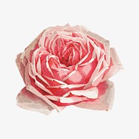 French rose, vintage flower illustration by Paul de Longpre. Remixed by rawpixel.