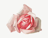 French rose, vintage flower illustration by Paul de Longpre psd. Remixed by rawpixel.