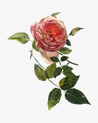 A Rose Bough, flower illustration by Frederic Edwin Church. Remixed by rawpixel.