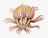 Haeckel Actiniae, marine life illustration by Ernst Haeckel. Remixed by rawpixel.