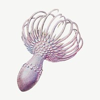 Haeckel Actiniae, marine life illustration by Ernst Haeckel psd. Remixed by rawpixel.