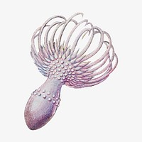 Haeckel Actiniae, marine life illustration by Ernst Haeckel. Remixed by rawpixel.