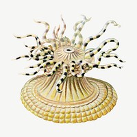 Haeckel Actiniae, marine life illustration by Ernst Haeckel psd. Remixed by rawpixel.