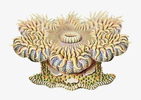 Haeckel Actiniae, marine life illustration by Ernst Haeckel. Remixed by rawpixel.