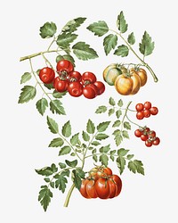 Tomato branches watercolor illustration element. Remixed from Maria Sibylla Merian artwork, by rawpixel.