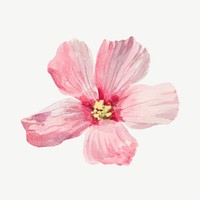 Mallow flower watercolor illustration element psd. Remixed from vintage artwork by rawpixel.