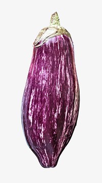 Aubergine eggplant, isolated design