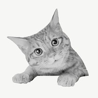 Cute cat, pet animal isolated image psd