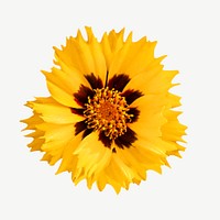 Yellow flower graphic psd