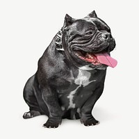 Smiling Bulldog psd, isolated design