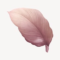 Vintage Autumn pink leaf illustration psd