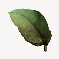 Vintage green leaf illustration psd