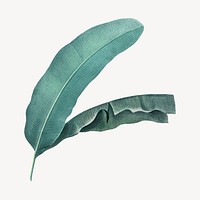 Vintage banana leaf illustration psd