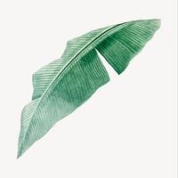 Vintage heliconia leaf illustration psd