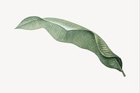 Vintage heliconia leaf illustration psd