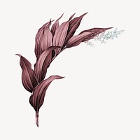 Vintage red plant, Indian lily flower illustration psd