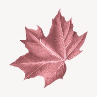 Vintage Autumn maple leaf illustration psd