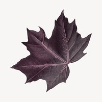 Vintage Autumn maple leaf illustration psd