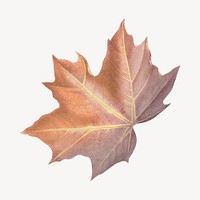 Vintage Autumn maple leaf illustration psd