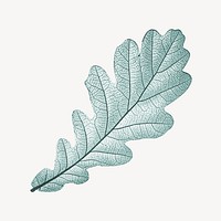 Vintage green leaf illustration psd