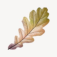 Vintage Autumn brown leaf illustration psd