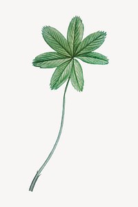 Vintage green leaf illustration psd