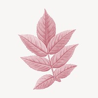 Vintage Autumn pink leaf illustration psd