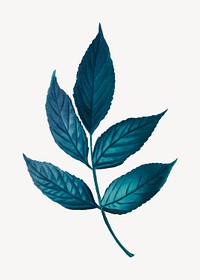 Vintage blue leaf illustration psd