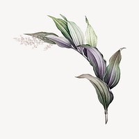 Vintage plant, Indian lily flower illustration psd