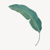 Vintage tropical banana leaf illustration psd