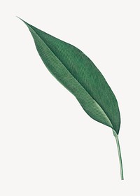 Vintage heliconia leaf illustration psd