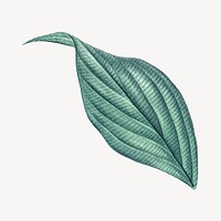 Vintage tropical leaf illustration psd