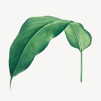 Vintage heliconia leaf illustration psd