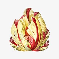 Didier's tulip image element