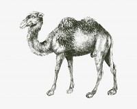 Camel vintage illustration