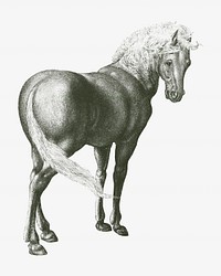 Horse vintage illustration