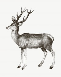 Deer vintage illustration, animal drawing psd